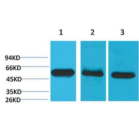 Western blot - Caspase-8 Monoclonal Antibody from Signalway Antibody (40483) - Antibodies.com