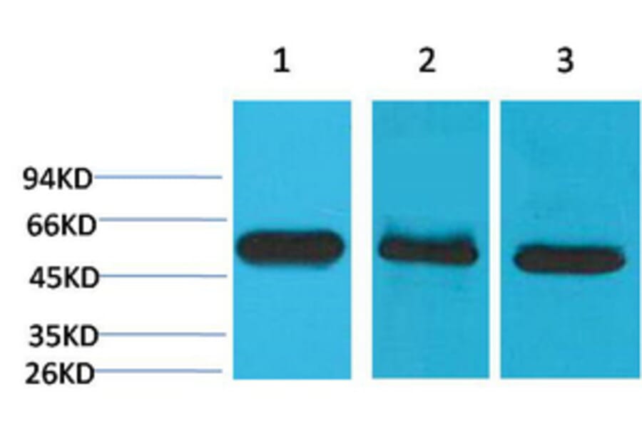 Western blot - Caspase-8 Monoclonal Antibody from Signalway Antibody (40483) - Antibodies.com