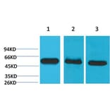 Western blot - Caspase-8 Monoclonal Antibody from Signalway Antibody (40483) - Antibodies.com