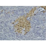 Immunohistochemistry - Caspase-8 Monoclonal Antibody from Signalway Antibody (40483) - Antibodies.com