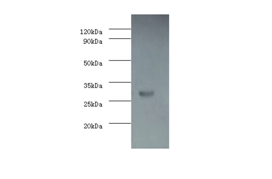 Caspase-3 Polyclonal Antibody from Signalway Antibody (42437) - Antibodies.com