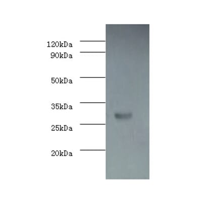 Caspase-3 Polyclonal Antibody from Signalway Antibody (42437) - Antibodies.com