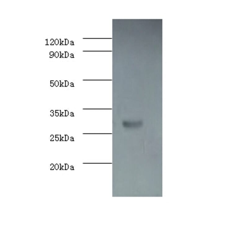 Caspase-3 Polyclonal Antibody from Signalway Antibody (42437) - Antibodies.com
