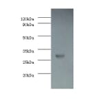 Caspase-3 Polyclonal Antibody from Signalway Antibody (42437) - Antibodies.com