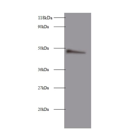 Clusterin Polyclonal Antibody from Signalway Antibody (42447) - Antibodies.com