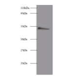 Clusterin Polyclonal Antibody from Signalway Antibody (42447) - Antibodies.com