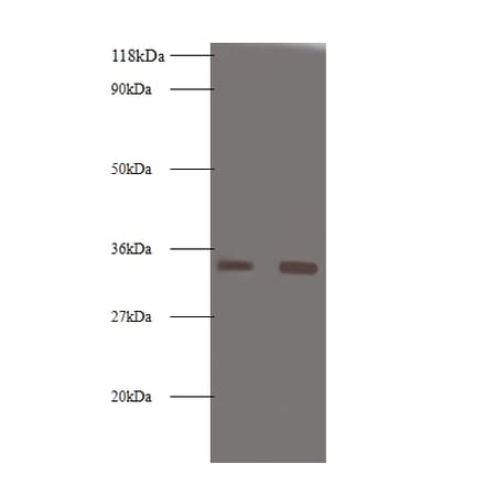 Trypsin-3 Polyclonal Antibody from Signalway Antibody (42559) - Antibodies.com
