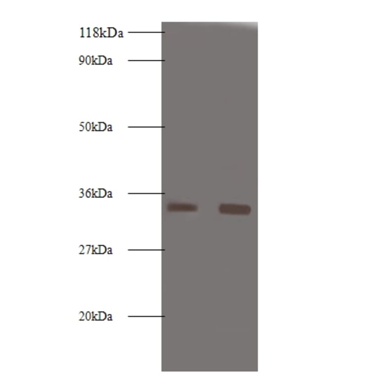Trypsin-3 Polyclonal Antibody from Signalway Antibody (42559) - Antibodies.com