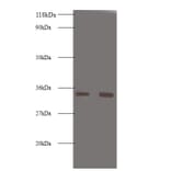Trypsin-3 Polyclonal Antibody from Signalway Antibody (42559) - Antibodies.com