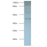 Interleukin enhancer-binding factor 2 Polyclonal Antibody from Signalway Antibody (42056) - Antibodies.com