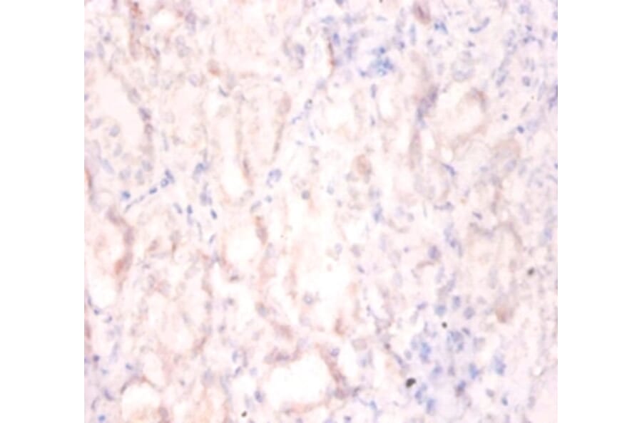Immunohistochemistry - Interleukin enhancer-binding factor 2 Polyclonal Antibody from Signalway Antibody (42056)