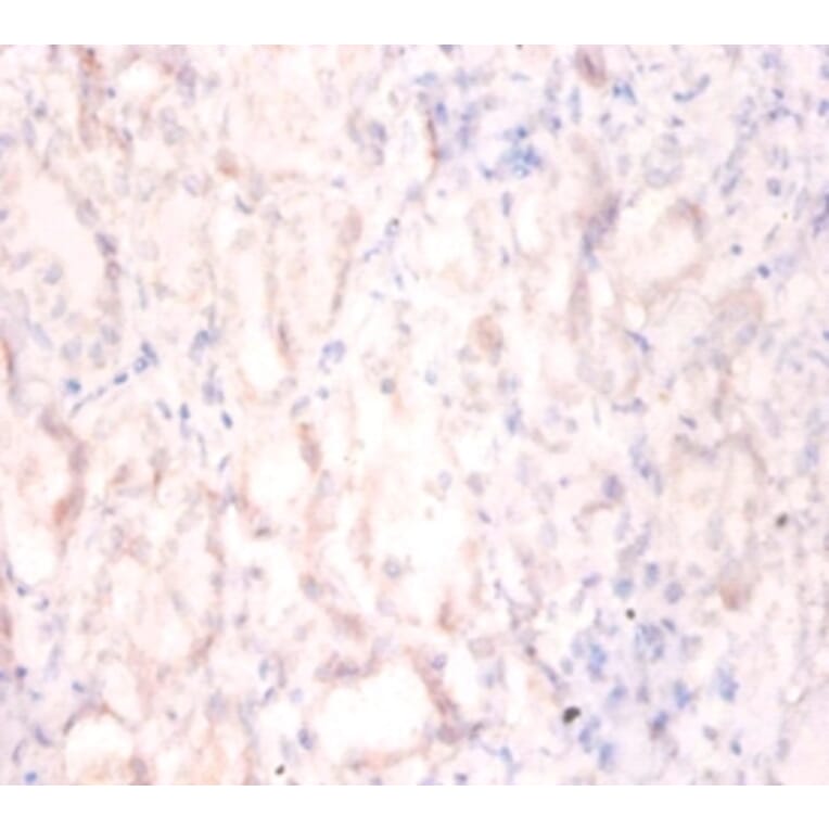 Immunohistochemistry - Interleukin enhancer-binding factor 2 Polyclonal Antibody from Signalway Antibody (42056)