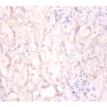 Immunohistochemistry - Interleukin enhancer-binding factor 2 Polyclonal Antibody from Signalway Antibody (42056)