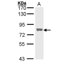 alkaline phosphatase (liver/bone/kidney) antibody from Signalway Antibody (22964) - Antibodies.com