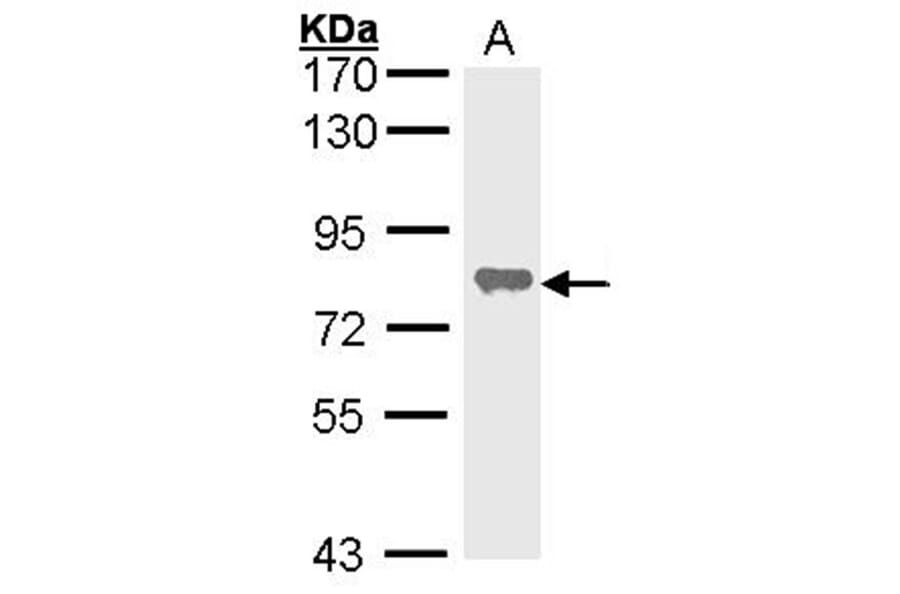 alkaline phosphatase (liver/bone/kidney) antibody from Signalway Antibody (22964) - Antibodies.com