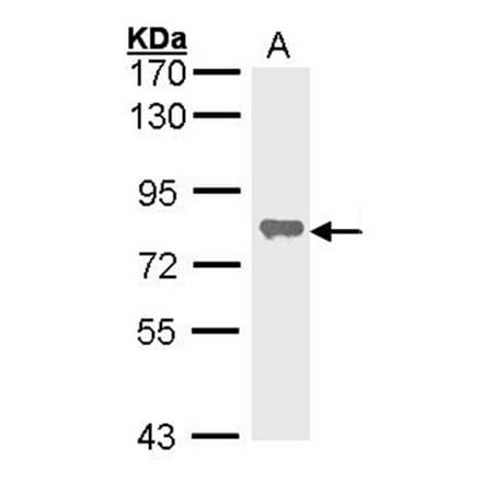 alkaline phosphatase (liver/bone/kidney) antibody from Signalway Antibody (22964) - Antibodies.com