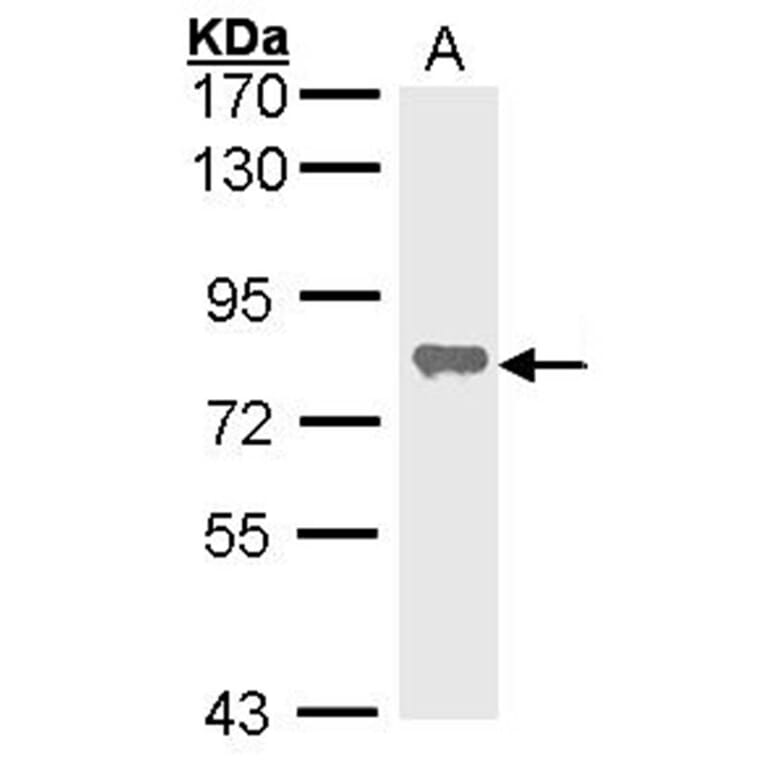 alkaline phosphatase (liver/bone/kidney) antibody from Signalway Antibody (22964) - Antibodies.com