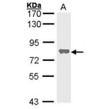alkaline phosphatase (liver/bone/kidney) antibody from Signalway Antibody (22964) - Antibodies.com
