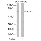 Western blot - ATF2 (Ab-112 or 94) Antibody from Signalway Antibody (21033) - Antibodies.com