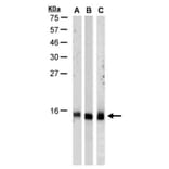 RPA 14 kDa subunit antibody from Signalway Antibody (22947) - Antibodies.com
