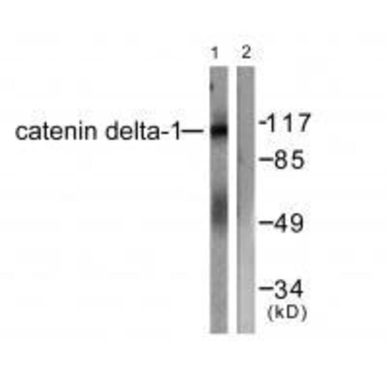 Western blot - Catenin-δ1 (Ab-228) Antibody from Signalway Antibody (33157) - Antibodies.com