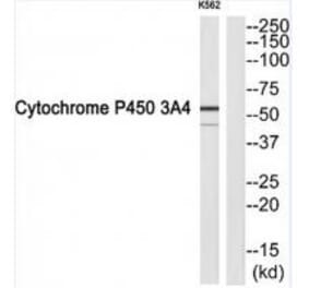 Western blot - Cytochrome P450 3A4 Antibody from Signalway Antibody (34243) - Antibodies.com