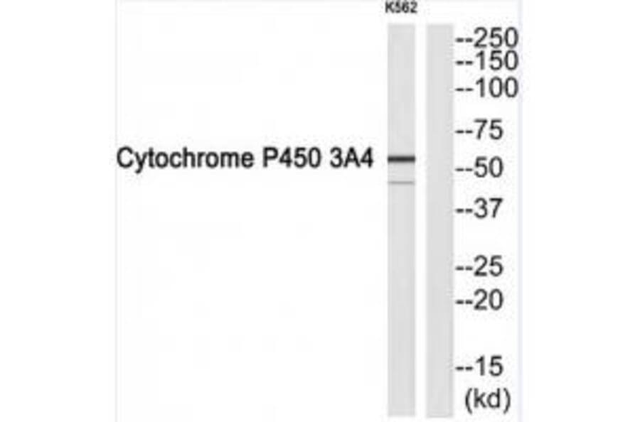 Western blot - Cytochrome P450 3A4 Antibody from Signalway Antibody (34243) - Antibodies.com
