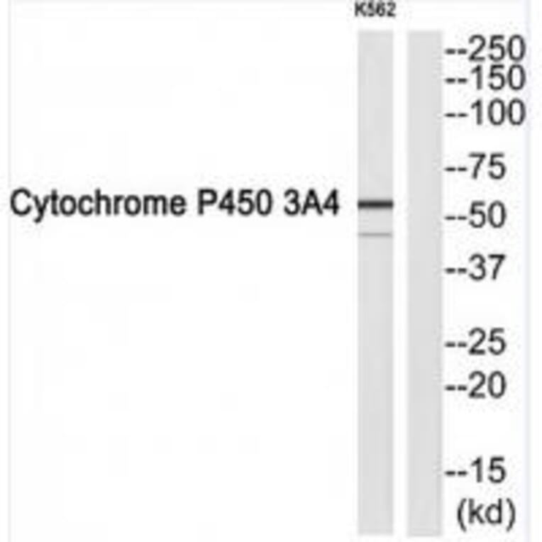 Western blot - Cytochrome P450 3A4 Antibody from Signalway Antibody (34243) - Antibodies.com