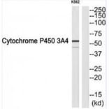 Western blot - Cytochrome P450 3A4 Antibody from Signalway Antibody (34243) - Antibodies.com