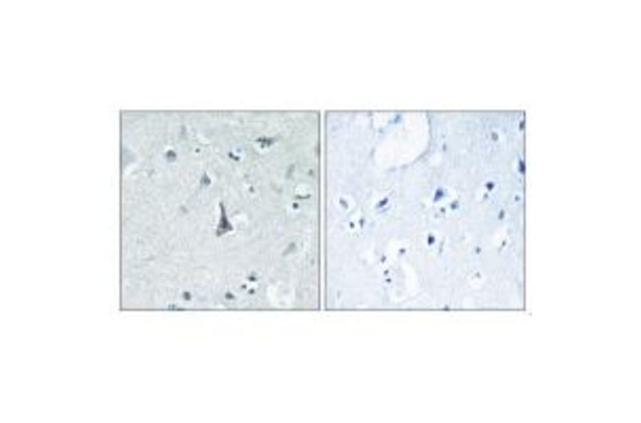 Immunohistochemistry - Cytochrome P450 3A4 Antibody from Signalway Antibody (34243) - Antibodies.com