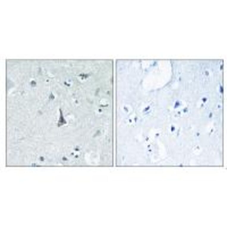 Immunohistochemistry - Cytochrome P450 3A4 Antibody from Signalway Antibody (34243) - Antibodies.com