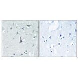 Immunohistochemistry - Cytochrome P450 3A4 Antibody from Signalway Antibody (34243) - Antibodies.com