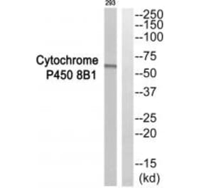 Western blot - Cytochrome P450 8B1 Antibody from Signalway Antibody (35273) - Antibodies.com