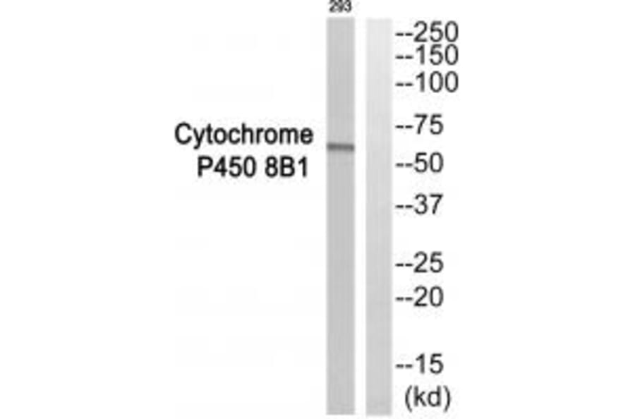 Western blot - Cytochrome P450 8B1 Antibody from Signalway Antibody (35273) - Antibodies.com