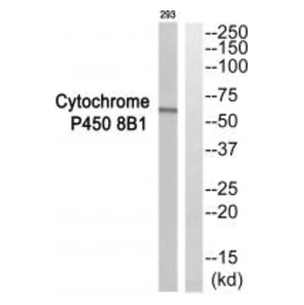 Western blot - Cytochrome P450 8B1 Antibody from Signalway Antibody (35273) - Antibodies.com