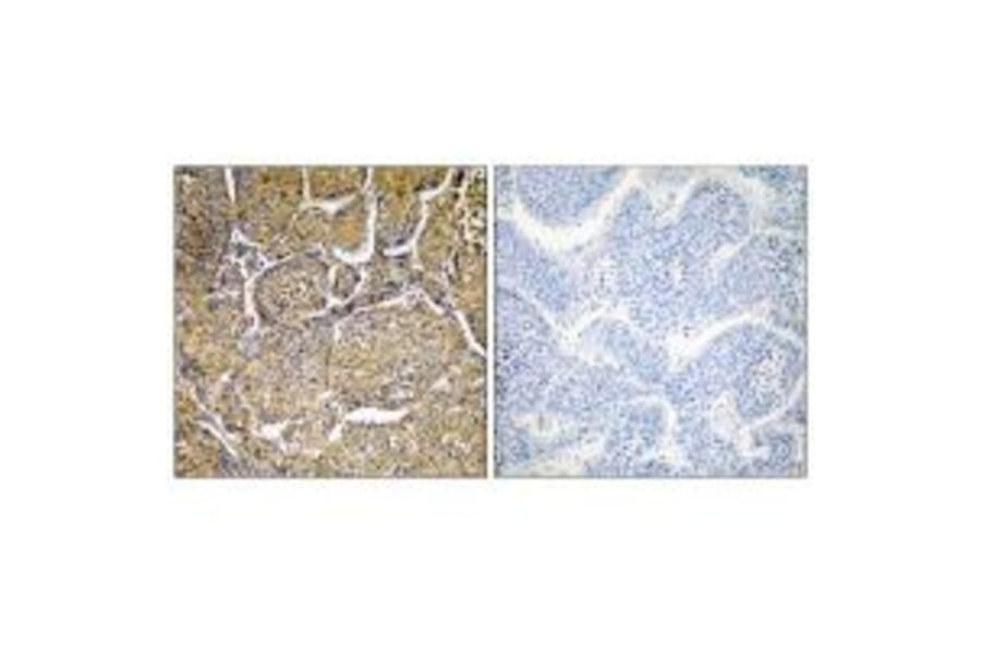 Immunohistochemistry - Cytochrome P450 8B1 Antibody from Signalway Antibody (35273) - Antibodies.com