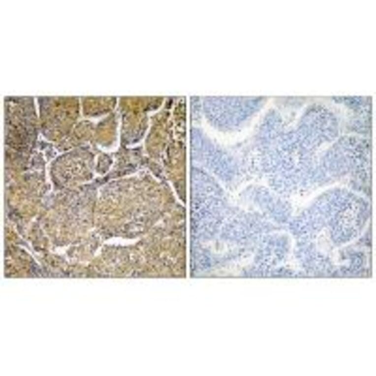 Immunohistochemistry - Cytochrome P450 8B1 Antibody from Signalway Antibody (35273) - Antibodies.com