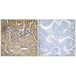 Immunohistochemistry - Cytochrome P450 8B1 Antibody from Signalway Antibody (35273) - Antibodies.com