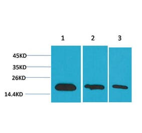 Western blot - Survivin Monoclonal Antibody from Signalway Antibody (40488) - Antibodies.com