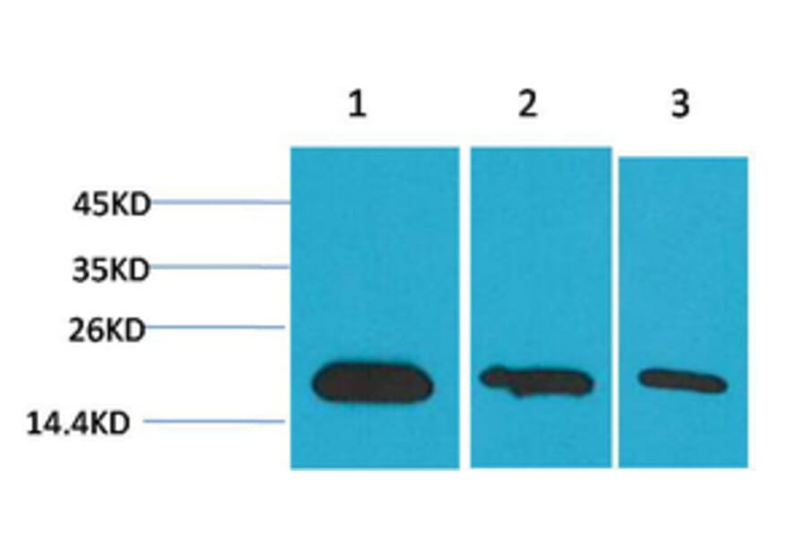 Western blot - Survivin Monoclonal Antibody from Signalway Antibody (40488) - Antibodies.com