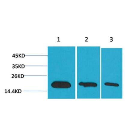 Western blot - Survivin Monoclonal Antibody from Signalway Antibody (40488) - Antibodies.com