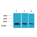 Western blot - Survivin Monoclonal Antibody from Signalway Antibody (40488) - Antibodies.com