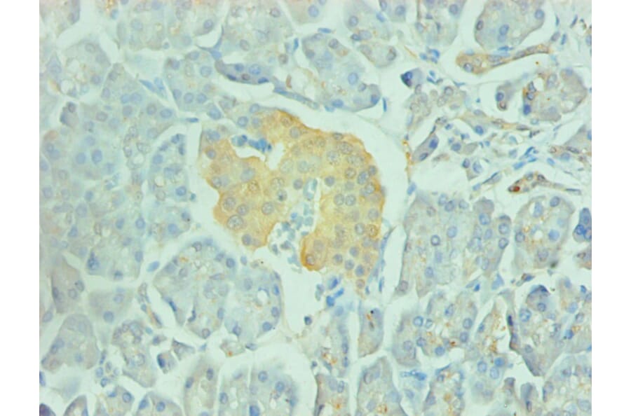 Immunohistochemistry - ENO2/NSE Monoclonal Antibody from Signalway Antibody (42020) - Antibodies.com
