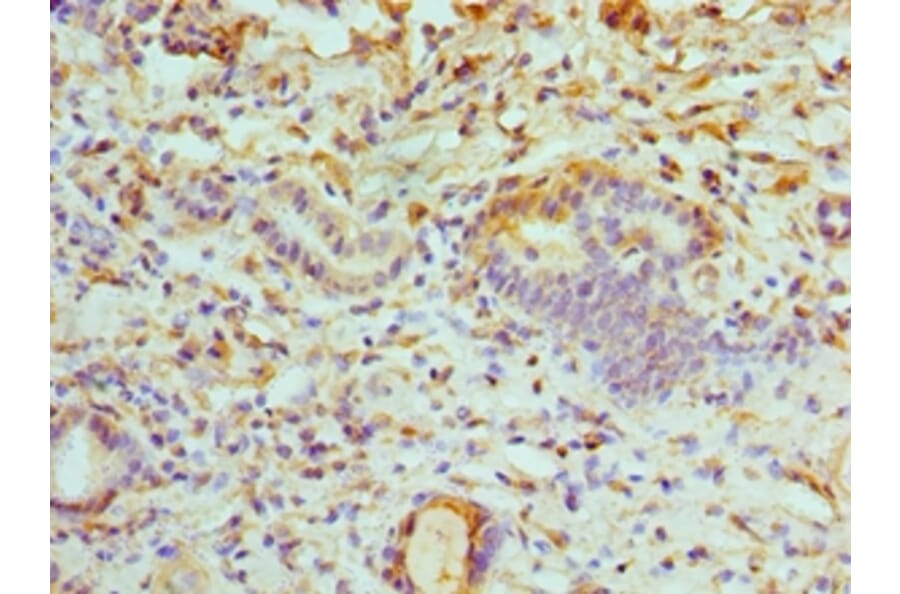 Immunohistochemistry - ATP6V1B1 Polyclonal Antibody from Signalway Antibody (42076) - Antibodies.com
