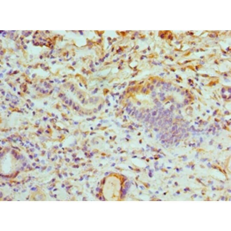 Immunohistochemistry - ATP6V1B1 Polyclonal Antibody from Signalway Antibody (42076) - Antibodies.com