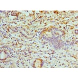 Immunohistochemistry - ATP6V1B1 Polyclonal Antibody from Signalway Antibody (42076) - Antibodies.com