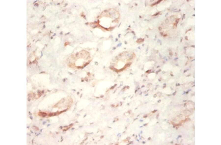 Immunohistochemistry - Tyrosyl-tRNA synthetase, cytoplasmic Polyclonal Antibody from Signalway Antibody (42104)