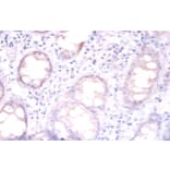 Immunohistochemistry - Replication protein A 32 kDa subunit Polyclonal Antibody from Signalway Antibody (42269)