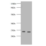 Vascular endothelial growth factor A Polyclonal Antibody from Signalway Antibody (42500) - Antibodies.com