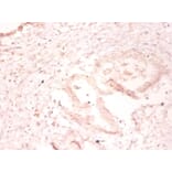 Immunohistochemistry - SUMO-conjugating enzyme UBC9 Polyclonal Antibody from Signalway Antibody - Antibodies.com